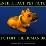 pets